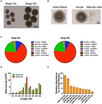 Identification of Novel MicroRNAs and Characterization of MicroRNA Expression Profiles in Zebrafish Ovarian Follicular Cells